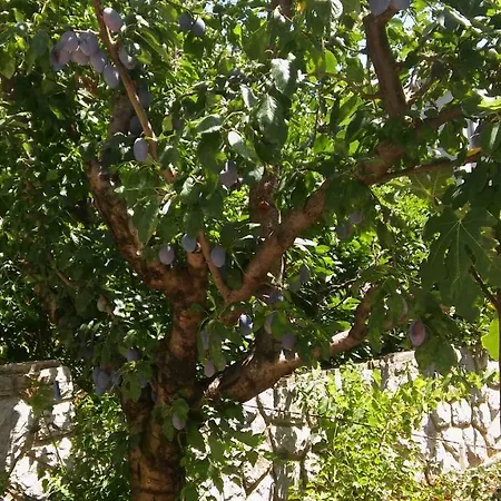 Vitkovic Ii Cres